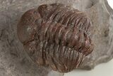 Red Austerops Trilobite - Hmar Laghdad, Morocco #315740-1